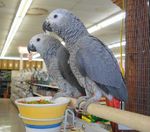 SHLÁINTIÚIL PARROTS AGUS PARROT uibheacha CHUN DÍOL