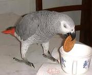 talking african grey parrots 