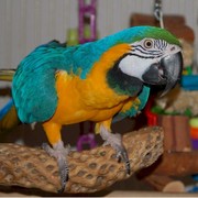 Male and Female easter pair of Blue and gold Hyacinth Macaws and Scarl