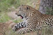 Tour Africa have a great holiday offer- Johannesburg from €814pp