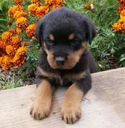 Rottweiller puppies
