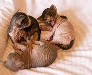 Rare Specie of exotic pets,  sphinx kitten for adoption