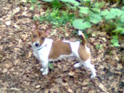 JACK RUSSELL FOR STUD IN LIMERICK