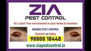 Zia offers Bed Bugs pest Control treatment | Commercial