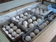 FERTILE BIRD EGGS. WILL SHIP 