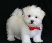 LOVELY MALTESE PUPPY FOR SALE