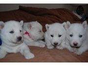 SIBERIAN HUSKY PUPPIES