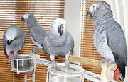 Cute hand fed Congo African grey