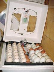 FERTILIZE PARROT EGGS AND HANDRAISED PARROT BIRDS FOR SALE