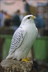 peregrine falcon birds for sale