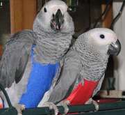 Extra Sweet African Grey Parrots for adoption