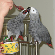 A Pair Of Tamed African Grey Parrots For Adoption 