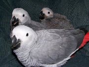 Beautiful baby African Grey parrots available for sale