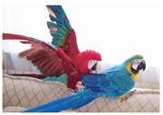 pretty and cute macaws parrots for sale 