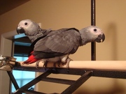  Hand Raised African Gray Parrots