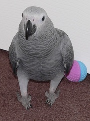 TAMED PARROTS FOR SALE