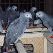 we have nice and lovely parrots for sale