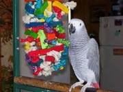 BEAUTIFUL CONGO AFRICAN GREY 