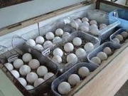 Fertile parrot eggs, baby parrots, incubators for sale
