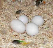 FERTILE MACAW PARROT EGGS 