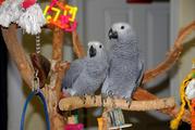 Hyacinth Macaws And African Greys For Sale