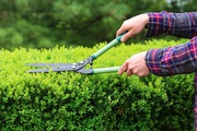 Professional Hedge Reduction Services in Dublin for Neat Outdoor Space
